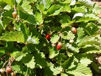 Fragaria vesca